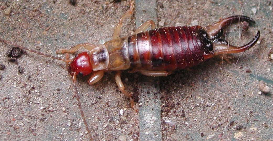 Forficula decipiens